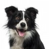 Photo de Collie