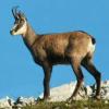 Photo de Chamois