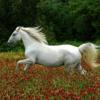 Photo de Lipizzan