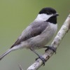 Photo de Chickadee