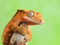 Photo de Gecko