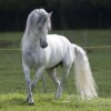 Photo de Lusitano