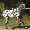 Photo de Appaloosa