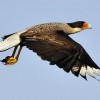 Photo de Caracara