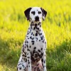 Photo de Dalmatien