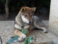 Photo de Shiba