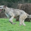 Photo de Wolfhound