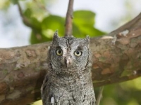 Photo de Otus