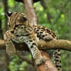 Photo de Margay