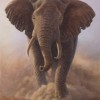 Photo de Elephant