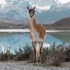 Photo de Guanaco