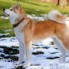 Photo de Akita