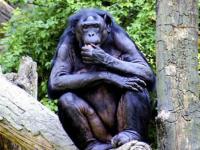 Photo de Bonobo