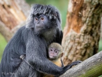 Photo de Langur