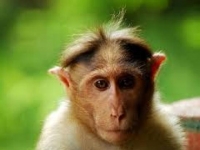 Photo de Macaque