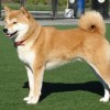 Photo de Shiba