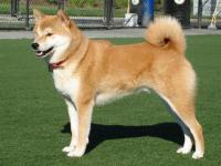 Photo de Shiba