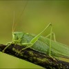 Photo de Tettigonia