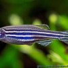 Photo de Danio