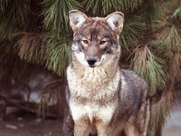 Photo de Coywolf