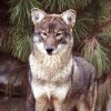 Photo de Coywolf