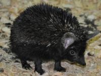 Photo de Hypomelas