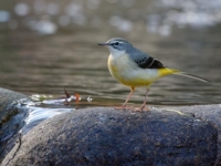 Photo de Cinerea