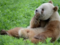 Photo de Qinling