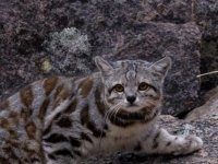 Photo de Jacobitus
