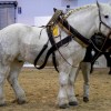 Photo de Percheron