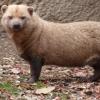 Photo de Bushdog