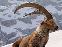 Photo de Ibex