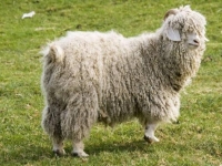 Photo de Mohair