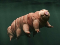 Photo de Tardigrade