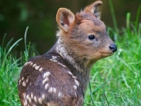 Photo de Pudu