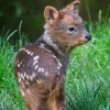 Photo de Pudu