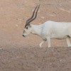 Photo de Addax