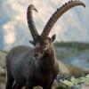 Photo de Ibex