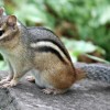 Photo de Chipmunk