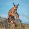 Photo de Caracal