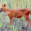 Photo de Dhole