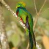 Photo de Quetzal