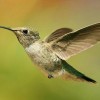 Photo de Colibri