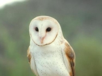 Photo de Tyto