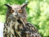 Photo de Bubo