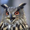 Photo de Bubo