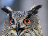 Photo de Bubo