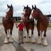 Photo de Clydesdale