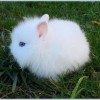 Photo de Angora (lapin Nain)