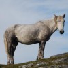 Photo de Eriskay